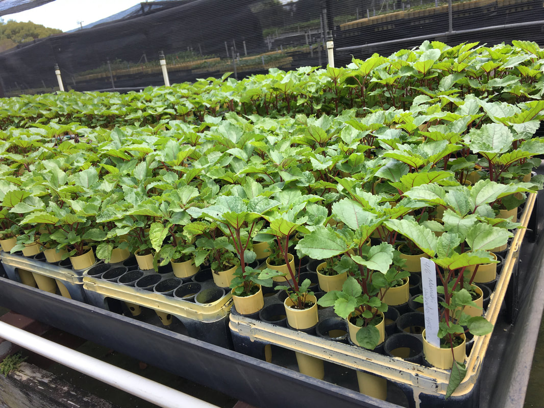 Hawaiian Farmers Partnership