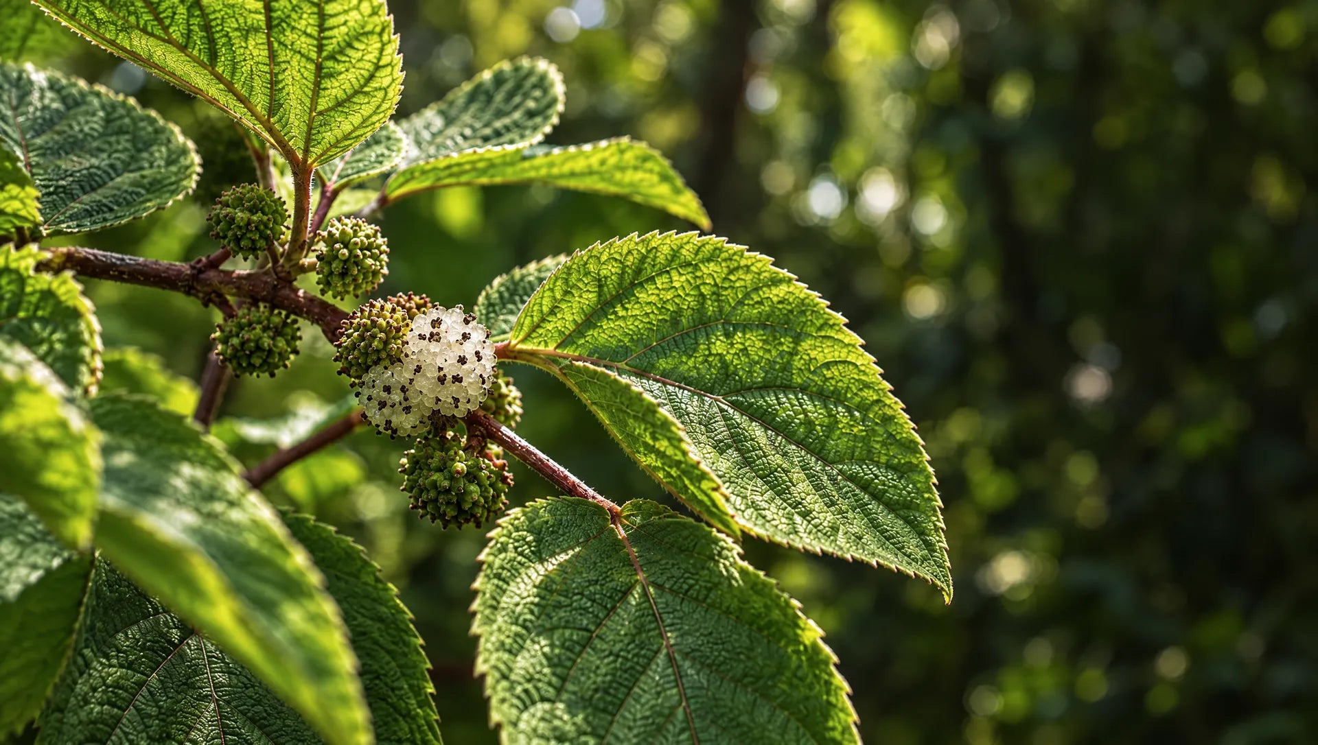 Māmaki leaves with clusters of its small white fruit.